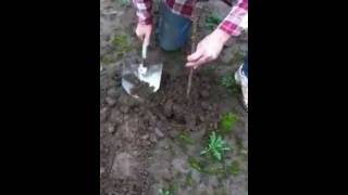 how to plant a potted hazelnut tree [upl. by Imled]