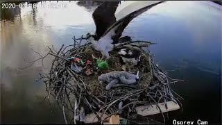 Dahlgren Osprey Cam Jack brings in green stuffed animal 752am 3182020 [upl. by Nairb]