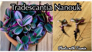 Tradescantia Nanouk propagation experiment with results3 different ways [upl. by Mignonne]