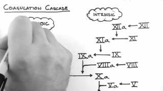 Haemostasis 2  Coagulation Cascade [upl. by Ttam]