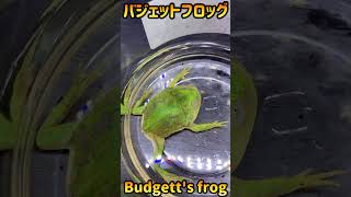 バジェットフロッグに硬いエサ与える🐸 [upl. by Silevi673]