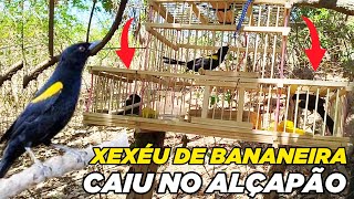 PEGANDO DOIS XEXEU DE BANANEIRA NO ALÇAPÃO [upl. by Ylloj]