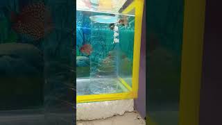 Betta fish breeding tank setup up like and subscribe ™✓ [upl. by Sivia]