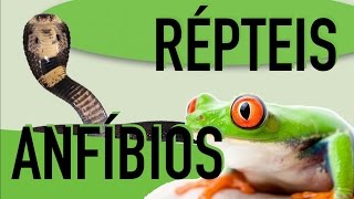 Zoologia  Cordados Anfíbios e Répteis [upl. by Elok692]