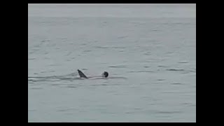 Most dramatic fatal shark attack ever caught on cam full video viewers discretion is advised [upl. by Perdita726]