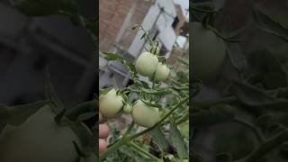 🤯😱Maximize💯😲 Your 🍅Tomato Harvest with These Expert Tips Grow More Tomatoes Easilyorganicgardening [upl. by Ritz777]