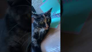 Cat reacts to brainrot video Hes fine RIGHT [upl. by Elwin593]