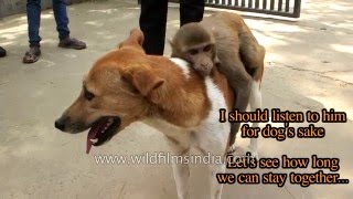 Monkey takes advantage of dog  uses him as his ride [upl. by Jeffrey]