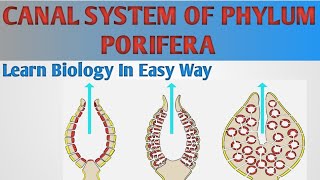 What is Water Canal System Asconoid Syconoid and leuconoid canal system in Porifera zoology [upl. by Gnouv160]