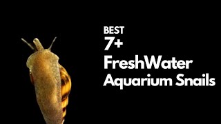 Best Freshwater Snails  7 Good Ones to Try [upl. by Pinckney]