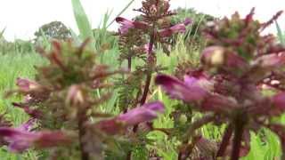 Marsh Lousewort Pedicularis palustris  20130817 [upl. by Zabrine]