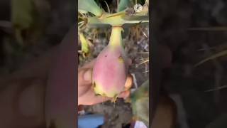 Natural cactus fruit cutting cactus fruit shorts satisfying shortvideo [upl. by Bertold]