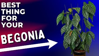 The SINGLE Fastest Way To Transform your Cane Begonia [upl. by Burnett831]