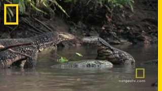 Lizard vs Lizard  National Geographic [upl. by Lambertson]