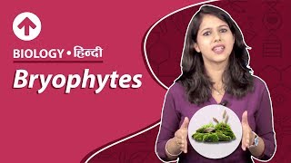 Bryophytes  Hindi  Biology [upl. by Tena]