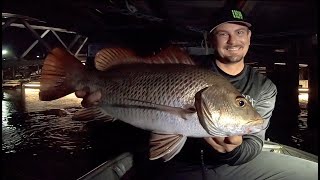 MANGROVE JACK FISHING  Gold Coast [upl. by Gunther871]