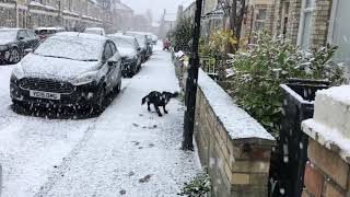 Truffle the dog experiences snow for the first time [upl. by Magocsi]