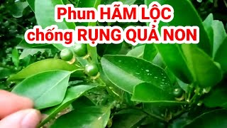 lưu ý MẮT LỘC SƯNG MUỐN MỌC LỘC  ĐẨY QUẢ NON cần làm và phun ngay loại này [upl. by Sorenson]