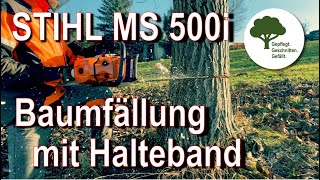 Stihl MS 500i  Baumfällung mit Halteband  Sicherheitsfälltechnik  Skizzen zur Erklärung [upl. by Aikkan]