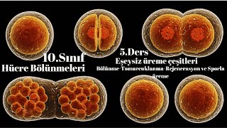 10 Sınıf Biyoloji eşeysiz üreme çeşitleri 5Ders [upl. by Koy269]