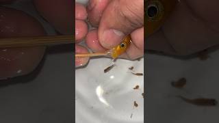 Mother fish giving birth to 2 baby fish 🐬🥰 물고기 魚 fish fishing [upl. by Harak]