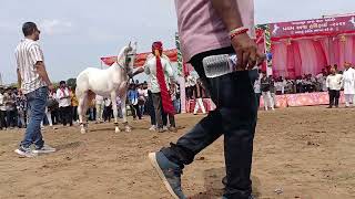 Palanpur horse show 2024 [upl. by Neelehtak]