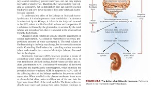 Antidiuretic Hormone ADH in Hindi [upl. by Burnaby]