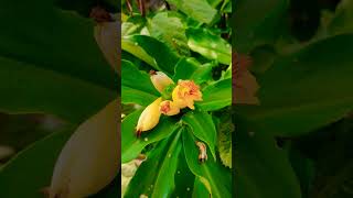 Costus pictus  Costaceae Family [upl. by Broddy]