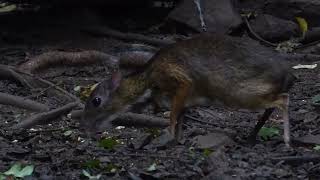 Lesser Oriental Chevrotain Tragulus kanchil Birds Hide Kaeng Krachan Thailand 20 Sept 2024 [upl. by Nivled819]