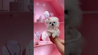 Pomeranian dog price  cute dog in India low price  Teacup dog pomeranian price shorts viral [upl. by Pat576]