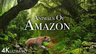 Animals of Amazon 4K  Animals That Call The Jungle Home  Amazon Rainforest Scenic Relaxation Film [upl. by Downing]