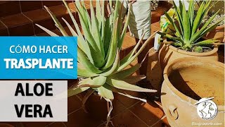 Cómo hacer TRASPLANTE de ALOE VERA [upl. by Laaspere973]