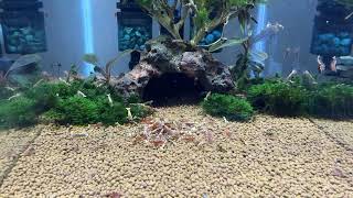 Short Video of our Red Galaxy Pinto Shrimp SSS Grade  CARIDINA CANTONENSIS [upl. by Sirc]