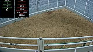 Everson Auction Market Live Stream 11132024 [upl. by Nemhauser389]