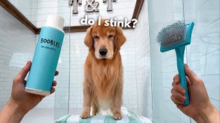 How I Groom My Golden Retriever ASMR [upl. by Annet]