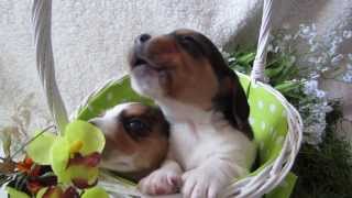 3 week old Beagle Puppy Howling [upl. by Arreic753]