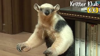 How To Raise An Anteater At Home LIKE THIS I Kritter Klub [upl. by Chiquia464]