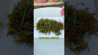 regrowing orchid stems fasting growing rooting [upl. by Ggerc]