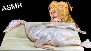 ASMR MUKBANG PITBULL EATING RAW FOODS Duck head Cow Achilles tendon Lamb [upl. by Rennie]