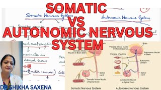 Somatic vs Autonomic nervous system differences diagrammatic representation [upl. by Adena871]