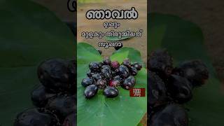 കാട്ടിലെ ഞാവൽ എന്ത് ടേസ്റ്റ് ആണ് കഴിക്കാൻ jamunfruit jamunfruits njavalpazham forestfruit [upl. by Aleahs]