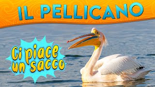 Il Pellicano ci piace un sacco ► Puntata 104 [upl. by Sylvester435]