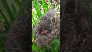 Both barwinged prinia birds feed on unborn baby food [upl. by Kondon]