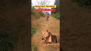 Wildlife  Lion 🦁 catched piglet  Helpless Wild boar 🐗 wildlife lion animals [upl. by Onaicnop]