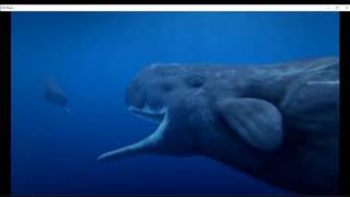 Ocean Odyssey Secrets of the Deep  Male Sperm Whales Battle For Females [upl. by Devy282]