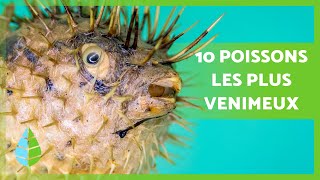 Top 10 POISSONS les plus VENIMEUX du MONDE 🐠⚠️ Ne les TOUCHEZ Jamais  🚫 [upl. by Herr]