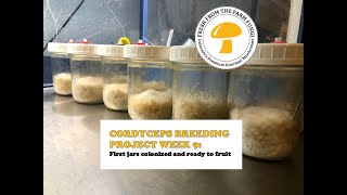 CORDYCEPS BREEDING PROJECT WEEK 9 UPDATE First jars colonized [upl. by Jankell586]