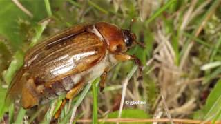 CoR Chafer Beetle Life Cycle and Timeline [upl. by Windham]