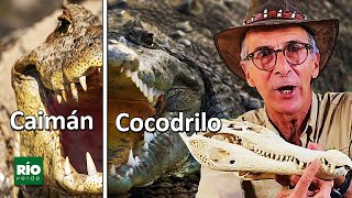 Las diferencias sorprendentes entre caimán y cocodrilo [upl. by Neillij]