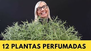 12 Plantas perfumadas para deixar a sua casa e jardim ainda mais charmoso jardinagem paisagismo [upl. by Vasileior]